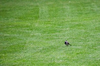 Close-up of bird on field