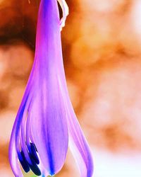 Close-up of purple flower