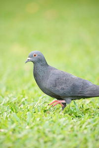 Close-up of a bird on field