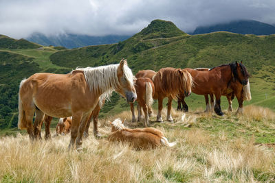 Horses in a field