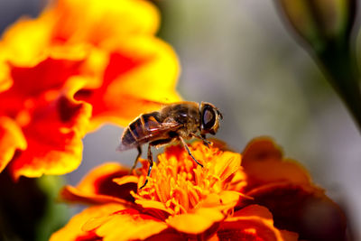 Close-up of bee pollinating on yellow flower