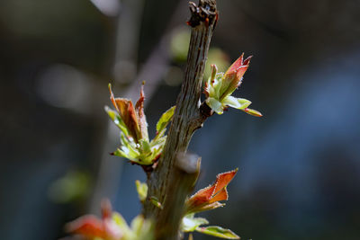 Close-up of flowering plant