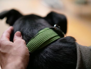 Close-up of person holding dog
