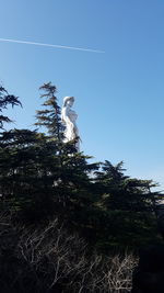 Low angle view of trees against clear sky