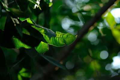 Close-up of leaves against blurred background