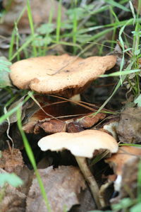 Close-up of mushrooms on grass