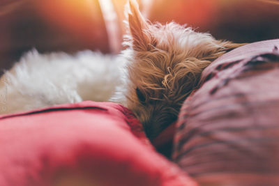 Close-up of cat at home
