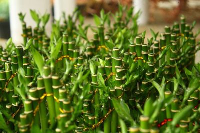 Decoration plants dracaena sanderiana