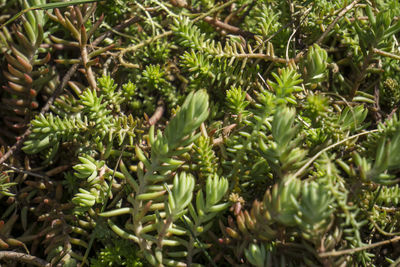 Close-up of fresh green plants