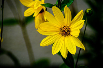 Close-up of yellow flowering plant