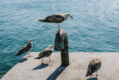 Seagulls perching on a sea