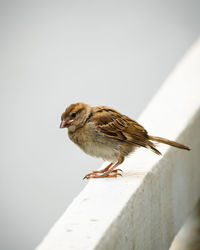 Close-up of bird perching on wall