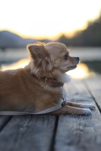 Side view of chihuahua dog on jetty