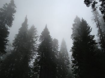 Low angle view of trees in forest during winter