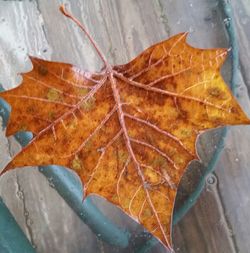 Close-up of leaves