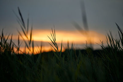 Evening sunset through thick grass on meadow. beautiful outdoor scenic sunset, soft focus