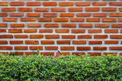 Close-up of plants against brick wall