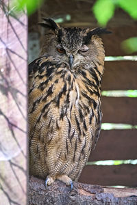 Close-up portrait of owl perching outdoors