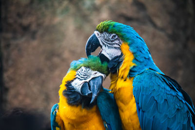 Two loving macaws