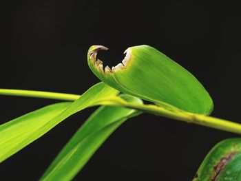 Close-up of leaves