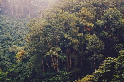 High angle view of trees in forest