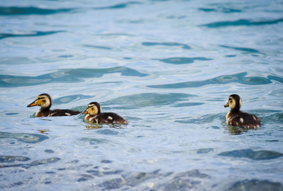 Ducks swimming in a water