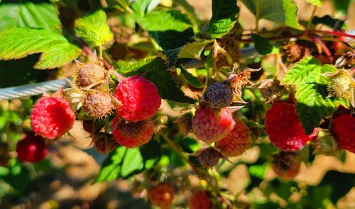 Close-up of fruits growing on plant