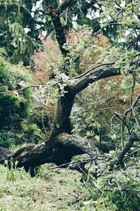 Trees in forest