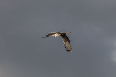 Bird flying against clear sky