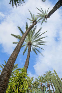 Low angle view of palm tree against sky