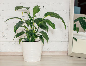 Potted plant on table