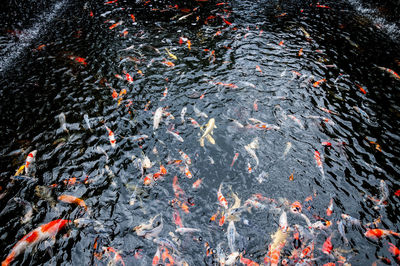 High angle view of koi carps swimming in pond