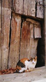 Cat sleeping on wood