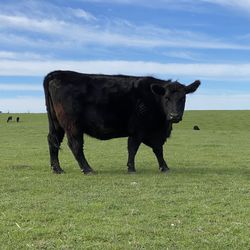 Cows on field against sky