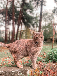 Portrait of a cat