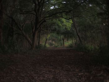 Trees in forest