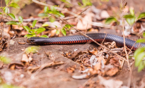 Close-up of snake on land