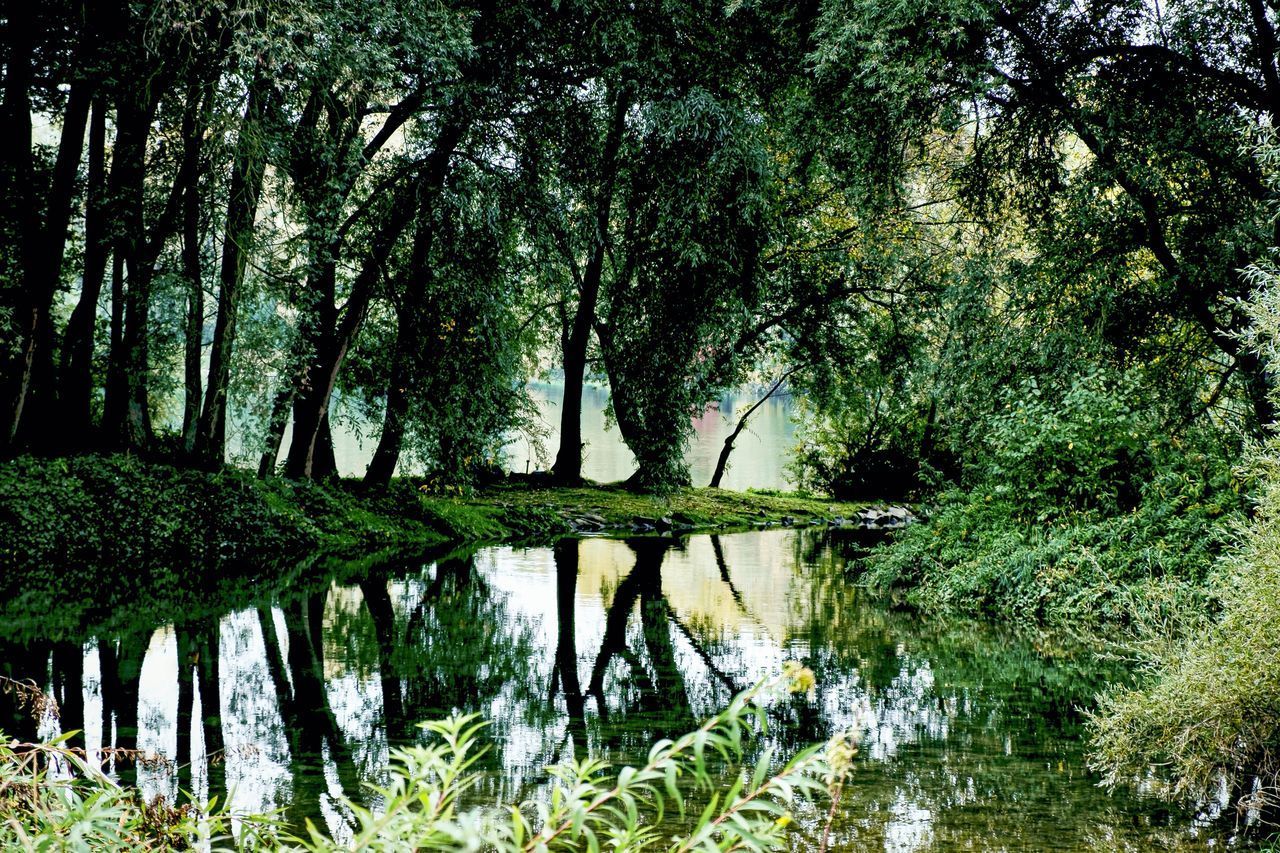 SCENIC VIEW OF LAKE IN FOREST