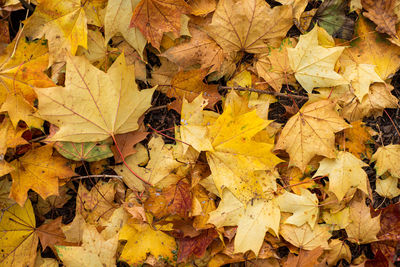 Full frame shot of yellow autumn leaves