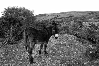 Horse standing in a field