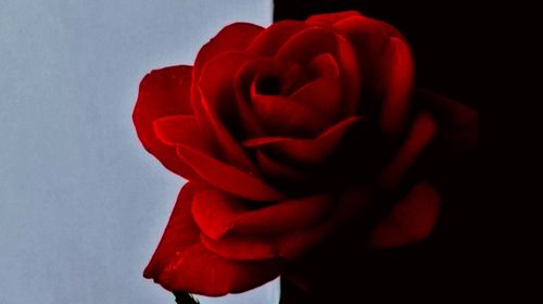 Close-up of red rose against white background