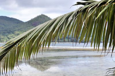 Palm trees on beach against sky