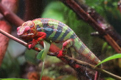 Close-up of lizard on glass