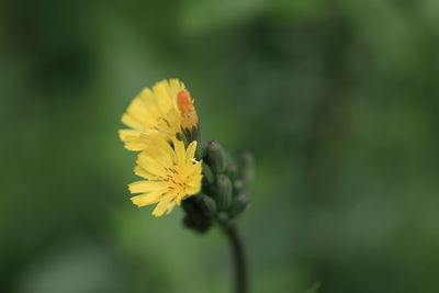 Close-up of butterfly pollinating on yellow flower blooming outdoors