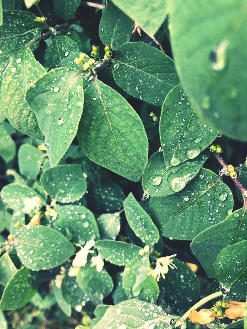 leaf, green color, drop, no people, backgrounds, water, full frame, nature, growth, wet, plant, freshness, close-up, raindrop, day, beauty in nature, outdoors, fragility