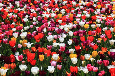 High angle view of multi colored tulips in bloom