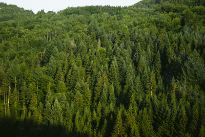 Panoramic view of pine trees in forest