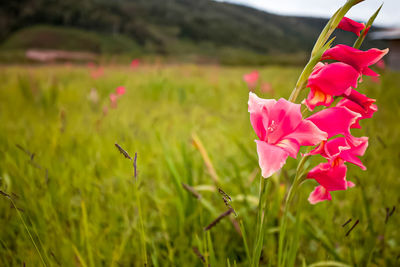 Close-up of pink flowering plants on field
