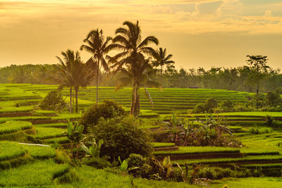 Beautiful view of rice fields with beautiful coconut trees in bengkulu village, indonesia