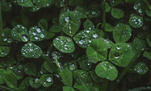 Close-up of water drops on leaves